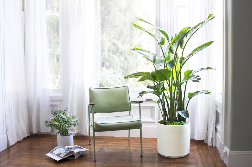 Purify your Space with Plants